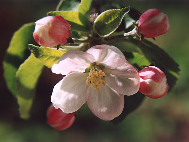 photo "Apple blossom" tags: macro and close-up, nature, flowers