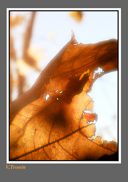 photo "Autumn motive." tags: landscape, abstract, autumn