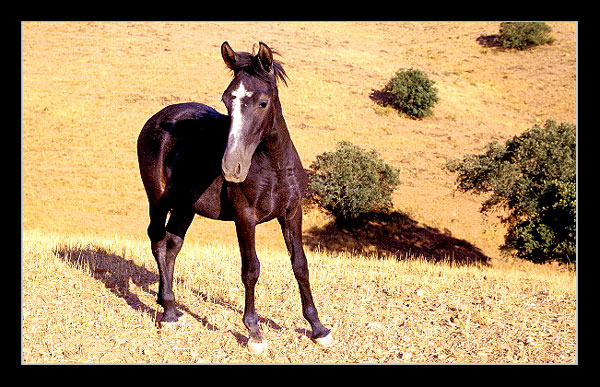 photo "Race Horse" tags: nature, travel, Europe, pets/farm animals
