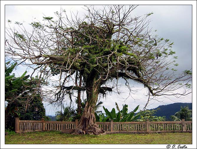 фото "OKA Tree" метки: пейзаж, репортаж, лес