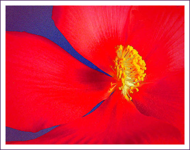 photo "Red Blue & Yellow" tags: nature, macro and close-up, flowers
