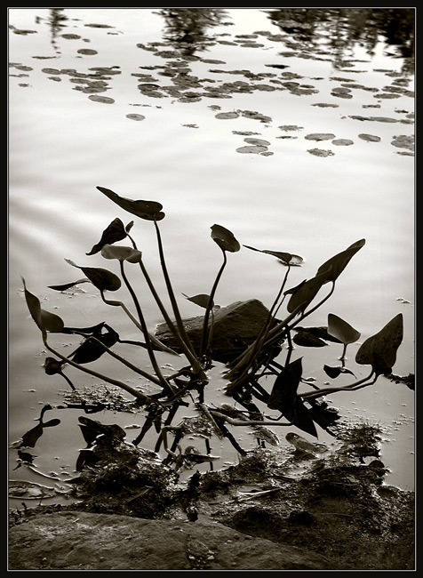 фото "still" метки: разное, 