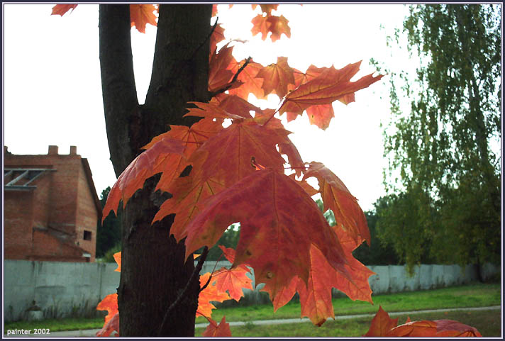 фото "autumn contrasts" метки: пейзаж, природа, осень