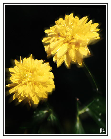 photo "Night tango" tags: nature, macro and close-up, flowers