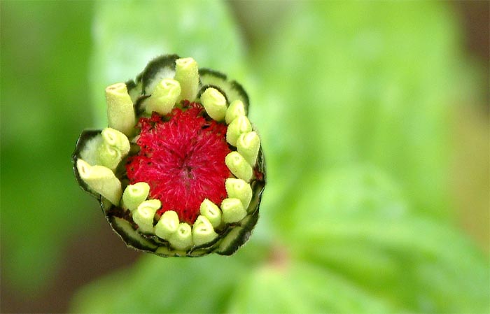 фото "Flower`s births in a rainning day" метки: природа, цветы