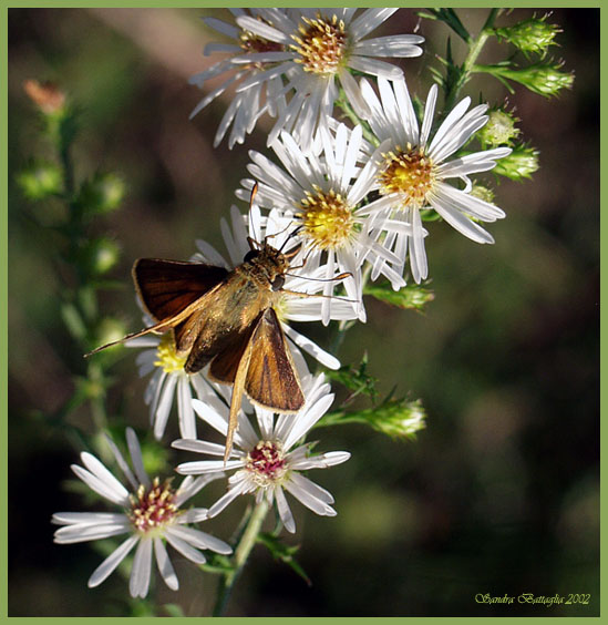 photo "Butterfly Buffet" tags: macro and close-up, nature, insect