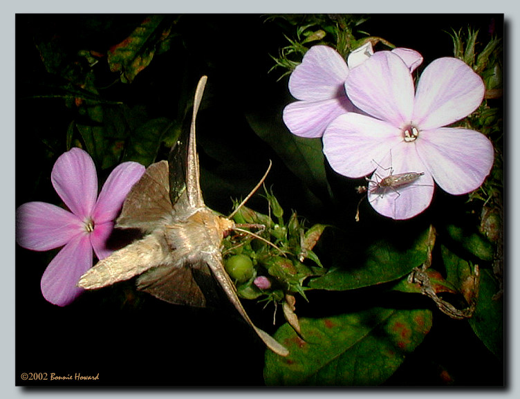 фото "Night Flight" метки: природа, насекомое, цветы
