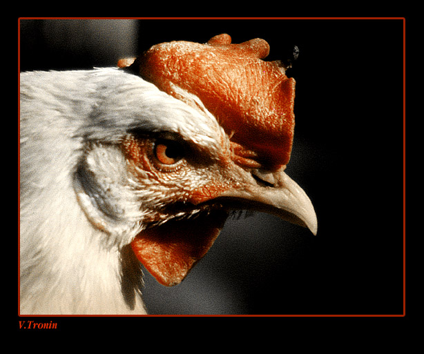 photo "Chicken boss!" tags: nature, humor, pets/farm animals