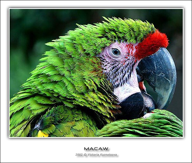 photo "Macaw II" tags: nature, pets/farm animals
