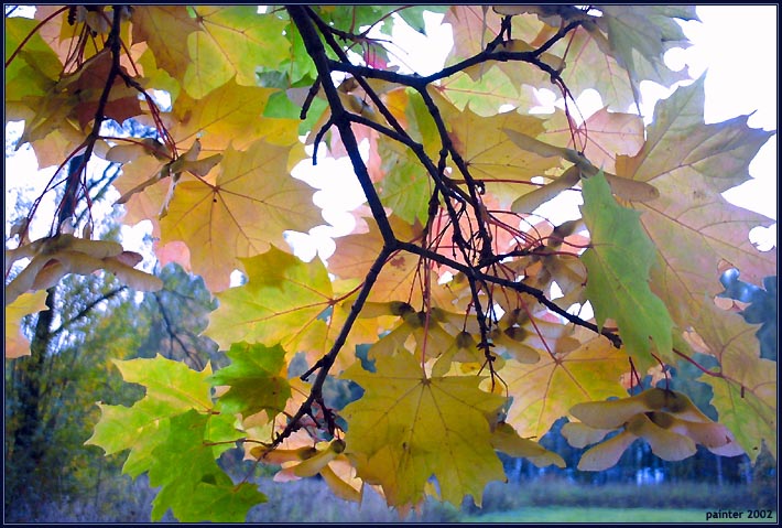 photo "only light is behind" tags: landscape, nature, autumn, flowers