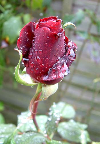 photo "A Rose for You" tags: nature, flowers