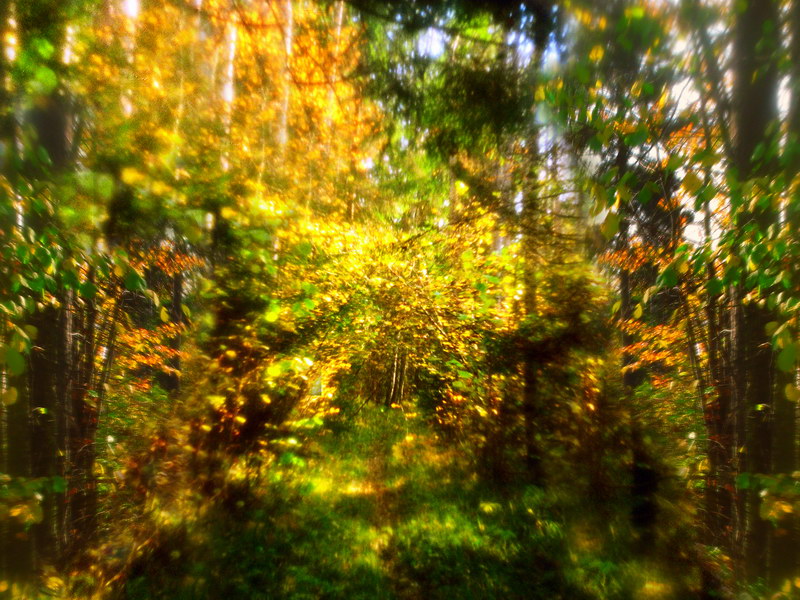 photo "Golden autmn" tags: landscape, autumn, forest