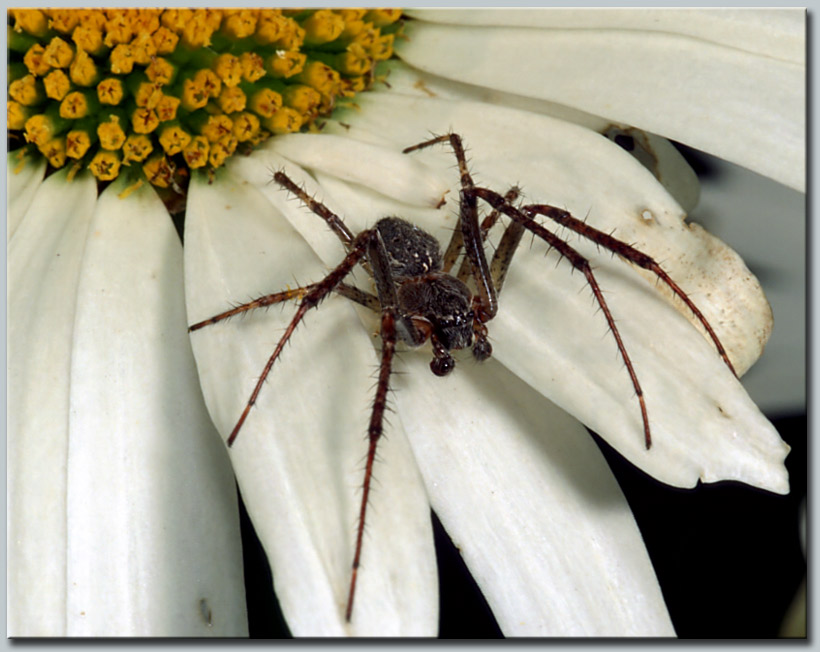 photo "spider" tags: macro and close-up, nature, insect