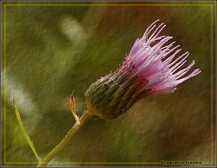 photo "Just a weed" tags: nature, macro and close-up, flowers