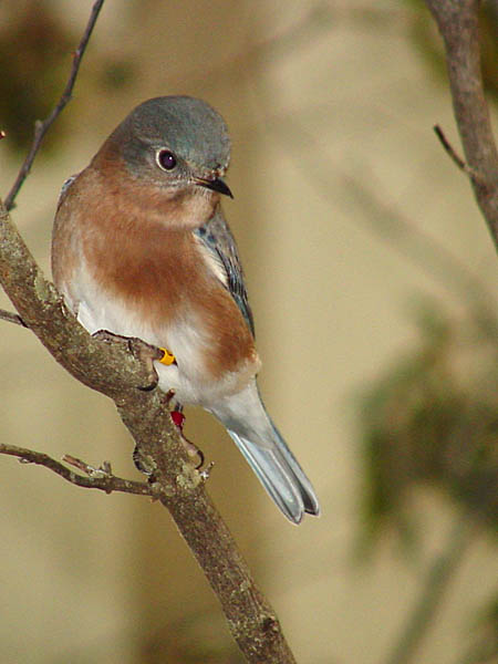 photo "Eastern Bluebird" tags: nature, wild animals