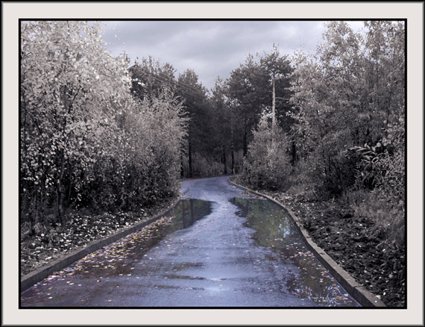 photo "Alley" tags: nature, landscape, forest
