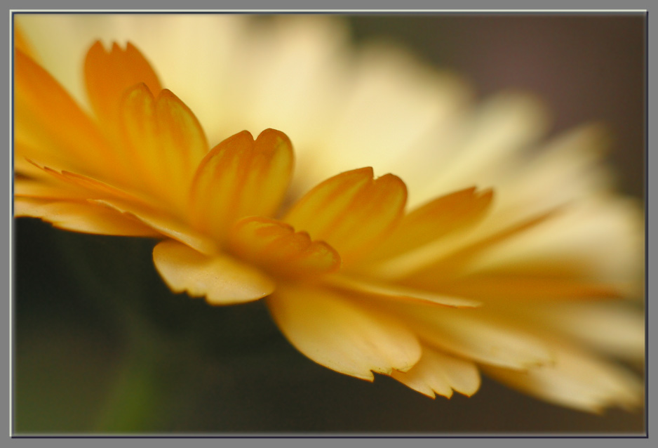 photo "UFO :))" tags: nature, macro and close-up, flowers