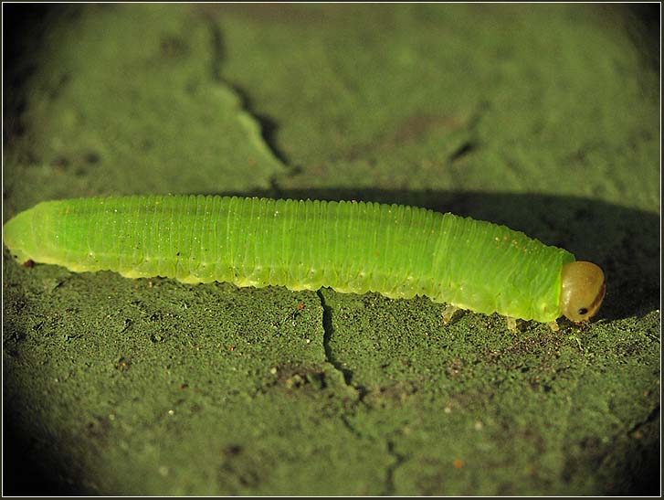 photo "Green on green" tags: nature, macro and close-up, insect