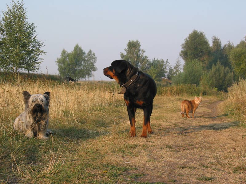 photo "Trio" tags: nature, genre, pets/farm animals