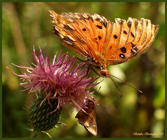 photo "Happy to Meet You" tags: humor, nature, insect