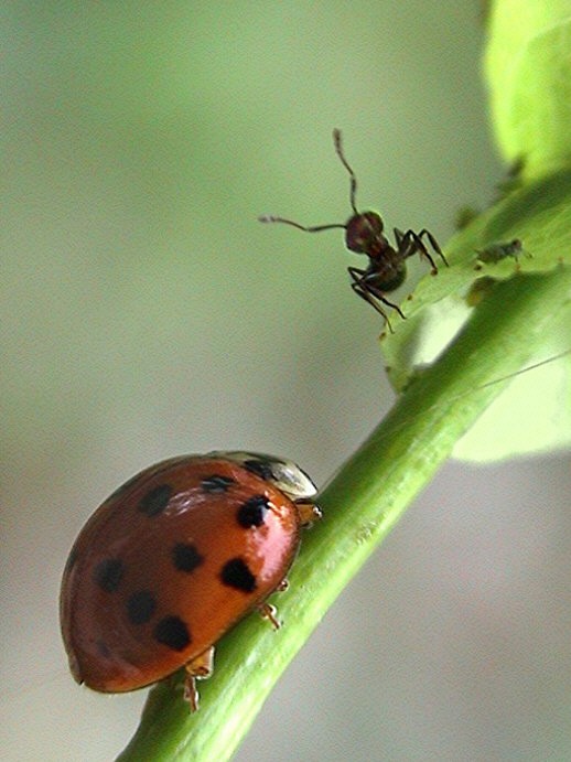 photo "The wolf and the shepherd" tags: macro and close-up, nature, insect