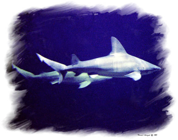 фото "Sharks" метки: природа, путешествия, Северная Америка, дикие животные
