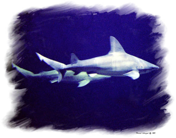 photo "Sharks" tags: nature, travel, North America, wild animals