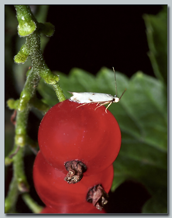 photo "Moth" tags: macro and close-up, nature, insect