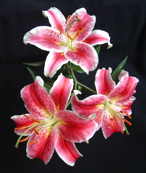 photo "3 Pink Lilies" tags: macro and close-up, nature, flowers