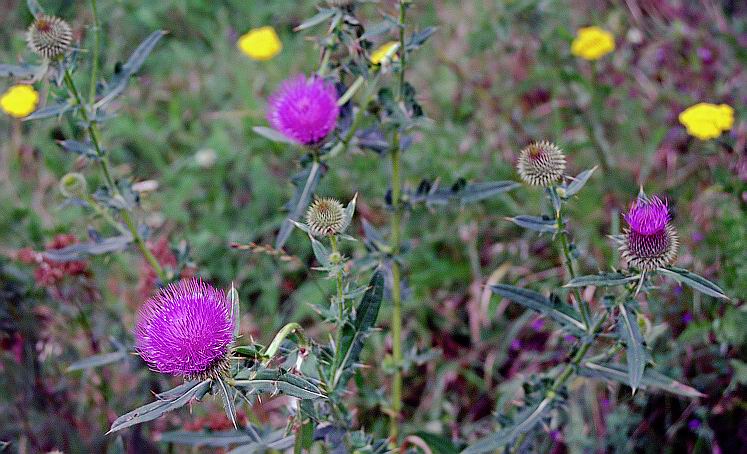 photo "Plants Geometry (1)" tags: nature, flowers