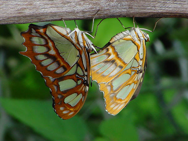 photo "Just Hanging" tags: nature, insect