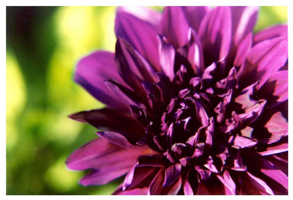 фото "Do you recognize this colour?" метки: природа, макро и крупный план, цветы