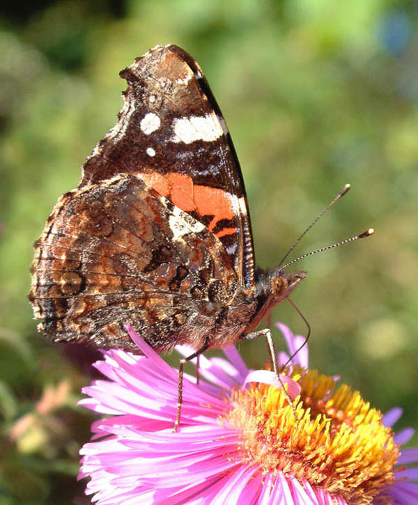 photo "Red Admiral feeding" tags: macro and close-up, nature, insect