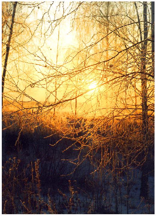 фото "Сквозь золото зимы" метки: пейзаж, закат, зима