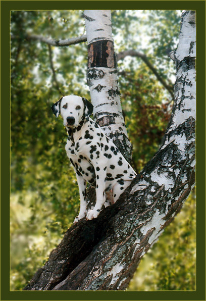 photo "birch`s # 2" tags: nature, pets/farm animals