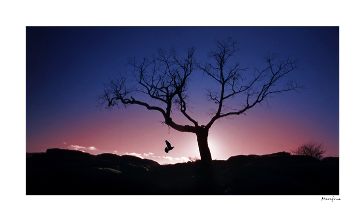 photo "Dawn" tags: nature, 