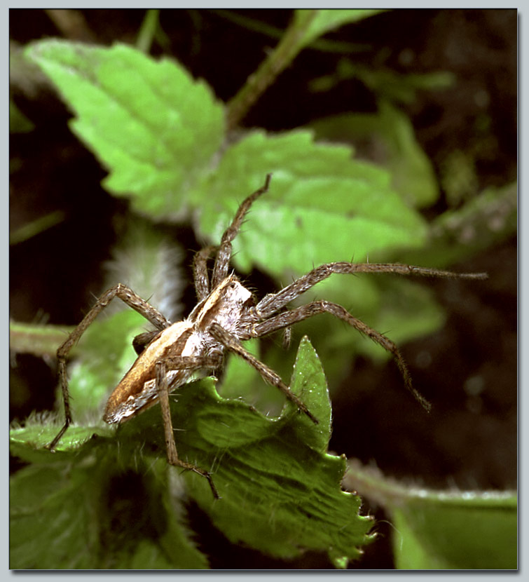 photo "One more spider" tags: macro and close-up, nature, insect