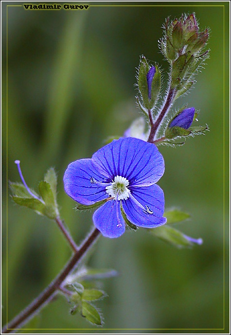 photo "All the best!" tags: nature, macro and close-up, flowers