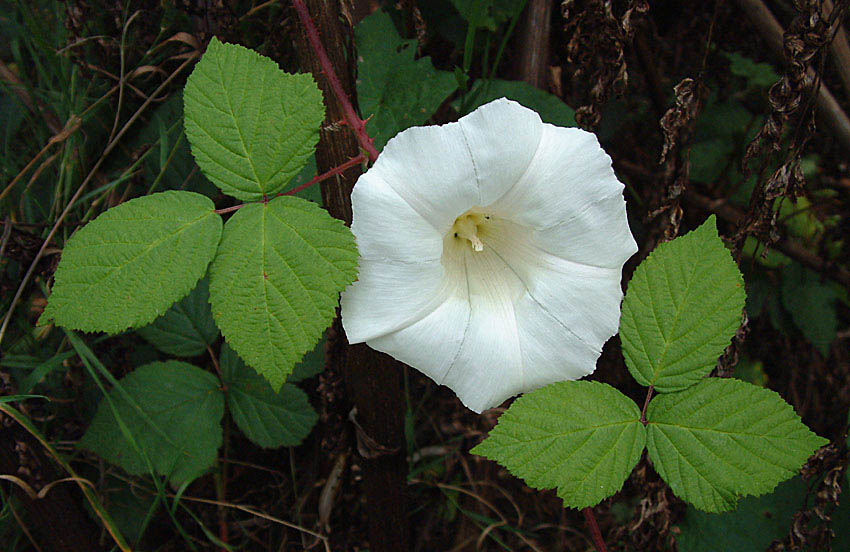 фото "A convolvulus between two thorns" метки: разное, природа, цветы