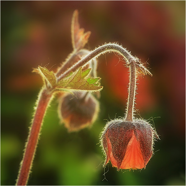 photo "A hairy herb" tags: nature, flowers