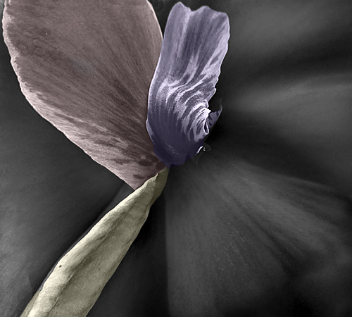 фото "My flower" метки: фотомонтаж, природа, цветы
