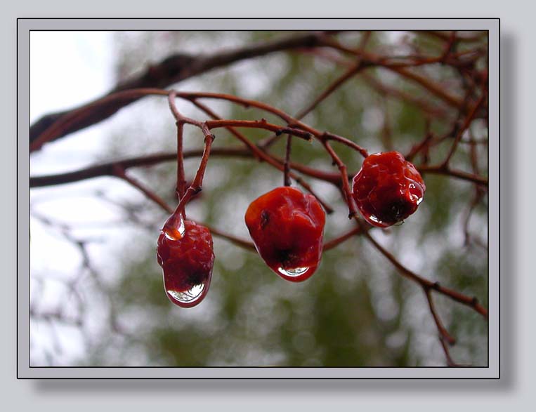 photo "Rain... The Rain..." tags: still life, nature, flowers