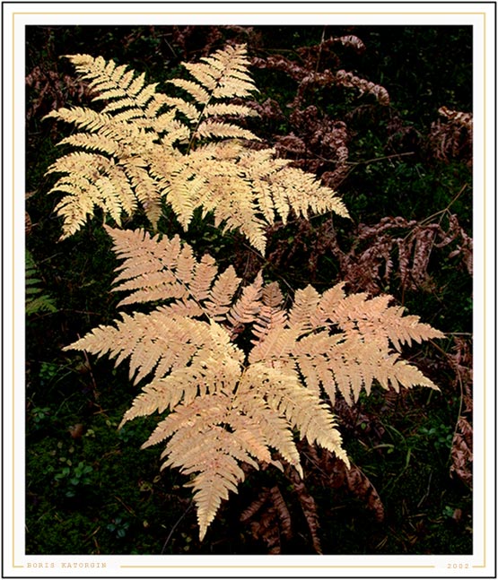 photo "Withering beauty" tags: nature, montage, flowers