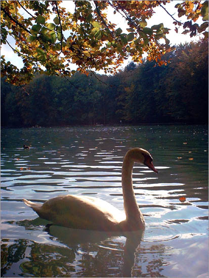 фото "Лебединая осень" метки: пейзаж, природа, дикие животные, осень