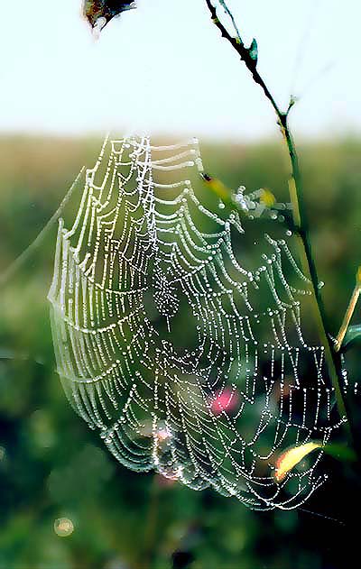 photo "*****" tags: landscape, macro and close-up, summer