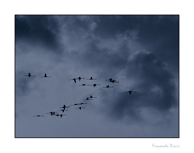 photo "Flying for far" tags: landscape, nature, clouds, wild animals