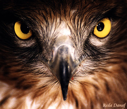 photo "Hawk" tags: travel, nature, Africa, wild animals