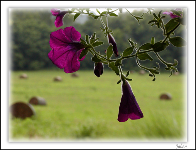 photo "Song and scent of the nature" tags: nature, landscape, flowers, summer