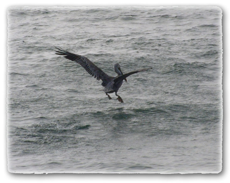 фото "Pelican" метки: природа, дикие животные