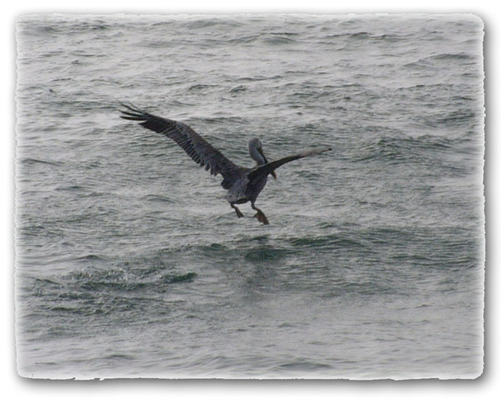 photo "Pelican" tags: nature, wild animals